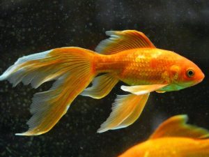 דג זהב